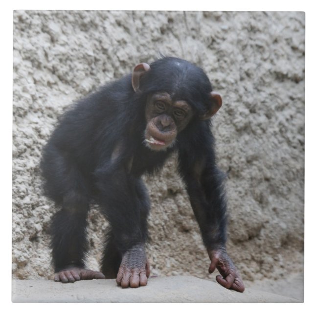 Azulejo De Cerâmica Chimpanzé 031 (Frente)