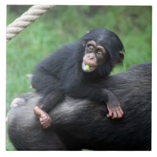 Azulejo De Cerâmica Chimpanzé 032