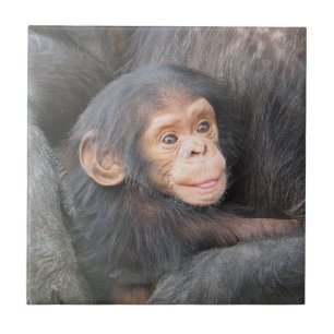 Azulejo De Cerâmica Chimpanzé do bebê