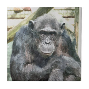 AZULEJO DE CERÂMICA CHIMPANZÉS