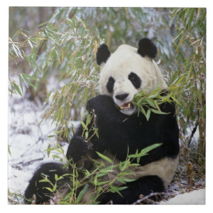 Azulejo De Cerâmica China, província de Sichuan. Panda-gigante se alim