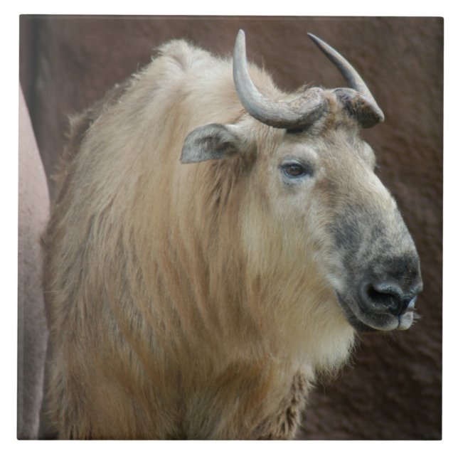 Azulejo De Cerâmica chinese-takin-5 (Frente)