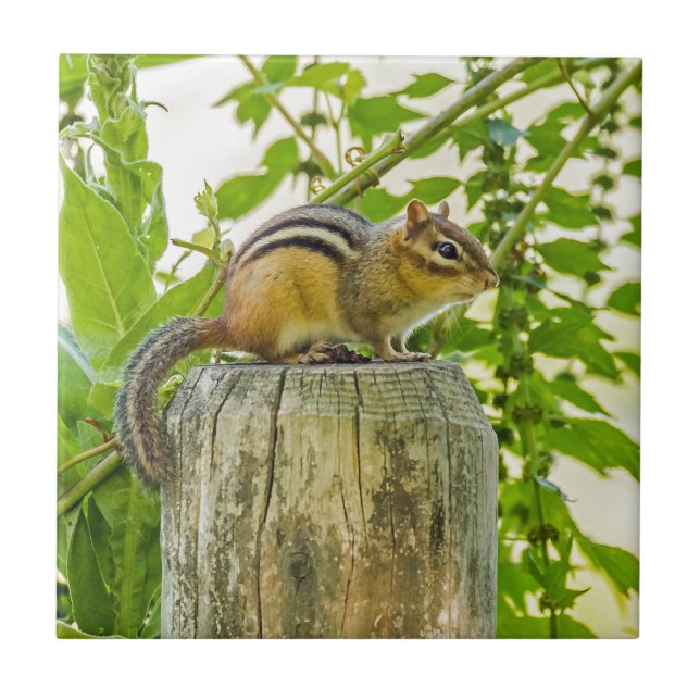Azulejo De Cerâmica Chipmunk em um Posto de cerca (Frente)