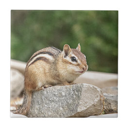 Azulejo De Cerâmica Chipmunk em uma rocha