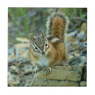Azulejo De Cerâmica Chipmunk no Parque Nacional Glacier I