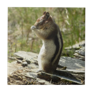 Azulejo De Cerâmica Chipmunk no Parque Nacional Glacier II