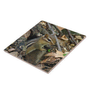 Azulejo De Cerâmica Chipmunk oriental - striatus do Tamias