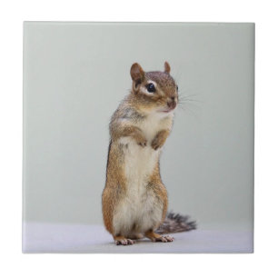Azulejo De Cerâmica Chipmunk que levanta-se a foto