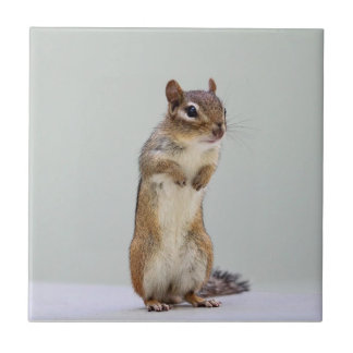Azulejo De Cerâmica Chipmunk que levanta-se a foto