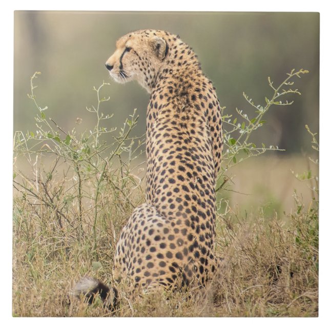 Azulejo De Cerâmica Chita No Cenário Natural Africano (Frente)