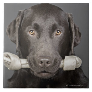 Azulejo De Cerâmica Chocolate Labrador