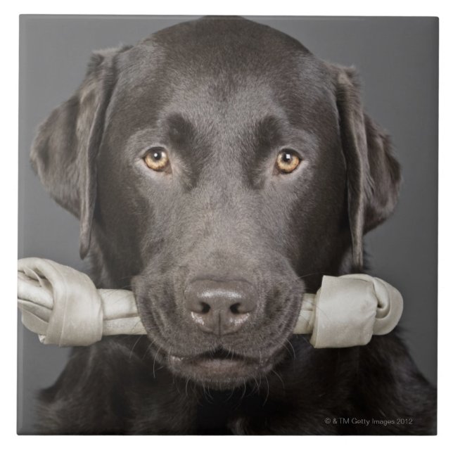 Azulejo De Cerâmica Chocolate Labrador (Frente)