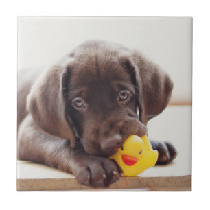 Azulejo De Cerâmica Chocolate Labrador Com Pato De Brinquedo