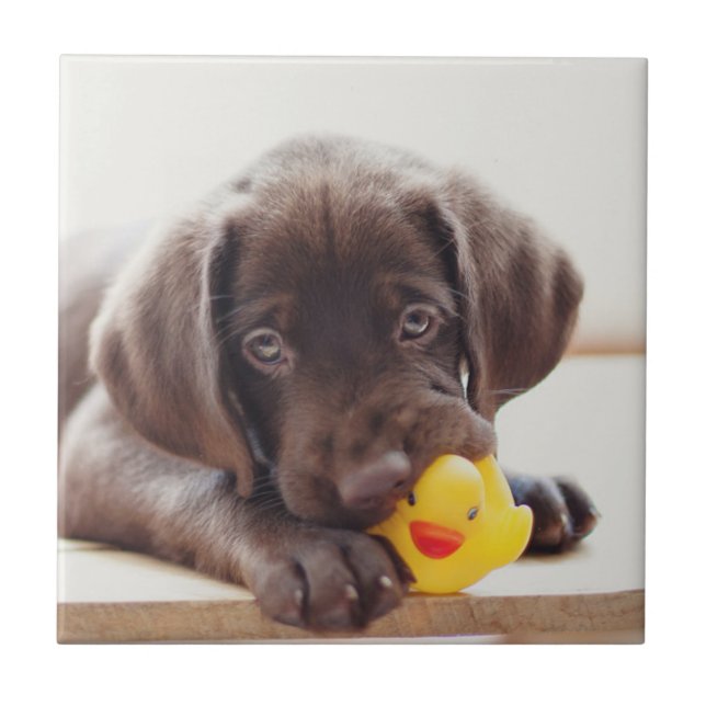 Azulejo De Cerâmica Chocolate Labrador Com Pato De Brinquedo (Frente)