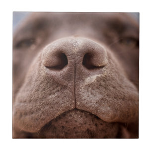 Azulejo De Cerâmica Chocolate Labrador Nose Closeup