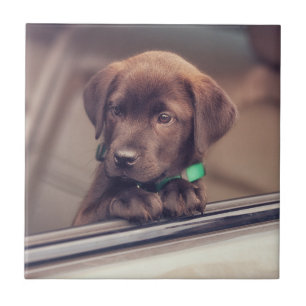 Azulejo De Cerâmica Chocolate Labrador Pupido No Carro