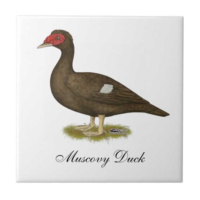 Azulejo De Cerâmica Chocolate Muscovy Duck (Frente)