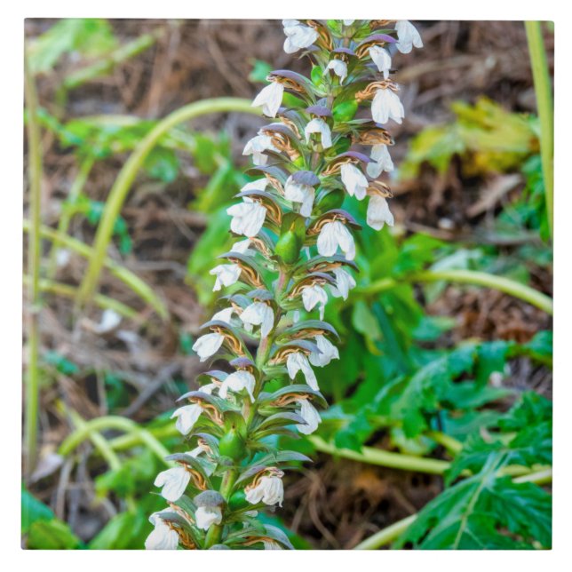 Azulejo De Cerâmica Chupas de urso (Frente)