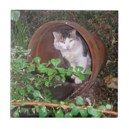 Azulejo De Cerâmica Chuva Cai Continuando Caindo Na Minha Cabeça!