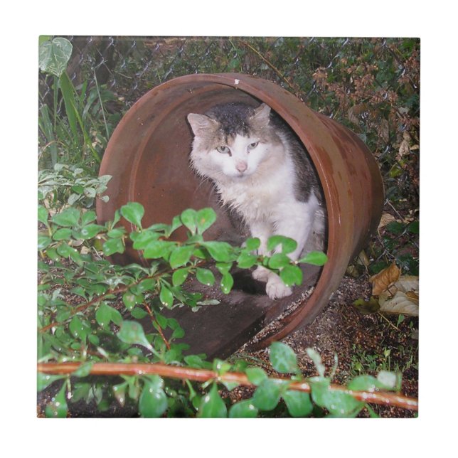 Azulejo De Cerâmica Chuva Cai Continuando Caindo Na Minha Cabeça! (Frente)