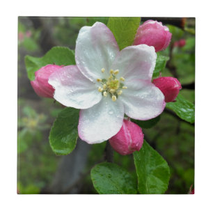 Azulejo De Cerâmica Chuva cai em flor pequena
