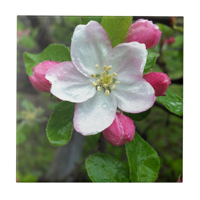 Azulejo De Cerâmica Chuva cai em flor pequena (Frente)