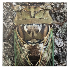 Azulejo De Cerâmica Cicada