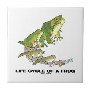 Azulejo De Cerâmica Ciclo de vida de um sapo (do ovo ao Tadpole ao