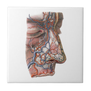 Azulejo De Cerâmica Ciência Vintage Anatomia Humana, Rosto com Nariz