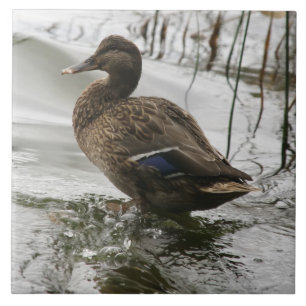 Azulejo De Cerâmica Cinza se abaixa no lago escuro