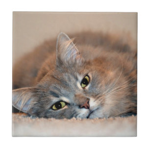 Azulejo De Cerâmica Cinzas, Tan, gato de cabelos compridos branco por