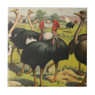 Azulejo De Cerâmica Circo Vintage Mostrando Avestruzes E Aves Grandes.