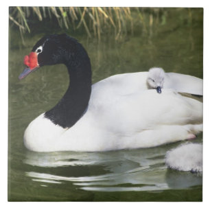 Azulejo De Cerâmica Cisne de pescoço preto adulto e filhotes na água.