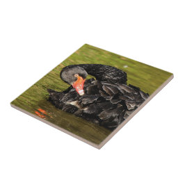 Azulejo De Cerâmica Cisne Negro na Lança