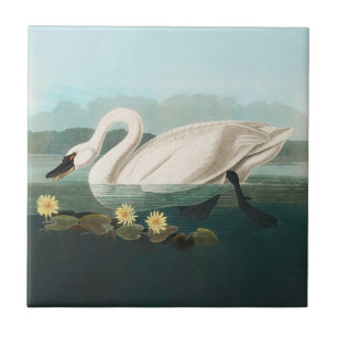 Azulejo De Cerâmica cisnes brancas de pássaro de audubon do cisne