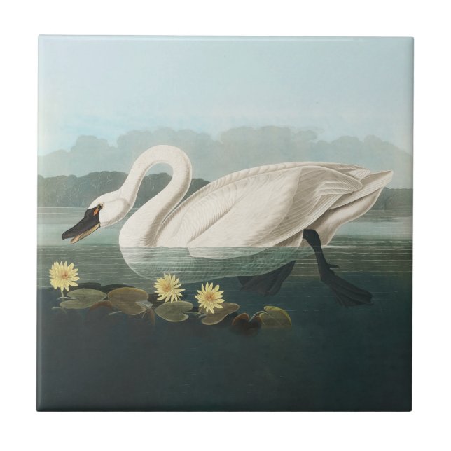 Azulejo De Cerâmica cisnes brancas de pássaro de audubon do cisne (Frente)