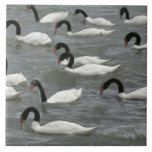 Azulejo De Cerâmica Cisnes de pescoço preto (Cygnus melancoryphus)