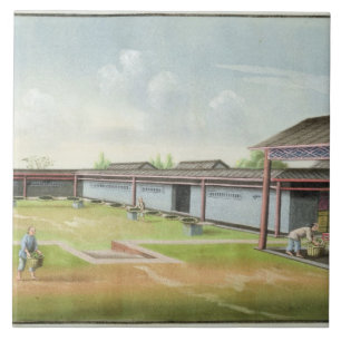 Azulejo De Cerâmica Classificando as folhas pequenas para secar (w/c