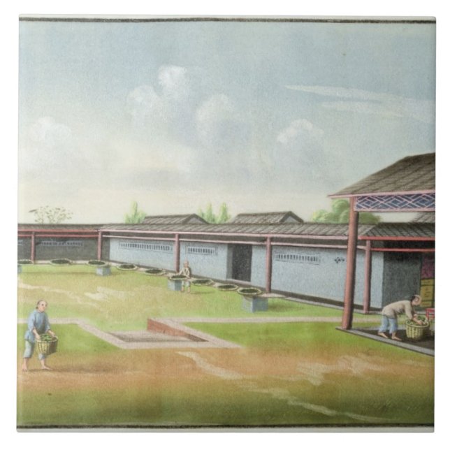 Azulejo De Cerâmica Classificando as folhas pequenas para secar (w/c (Frente)