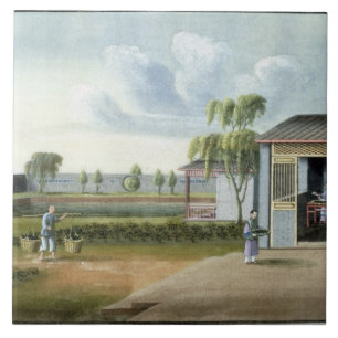 Azulejo De Cerâmica Classificando o chá (w/c no papel)