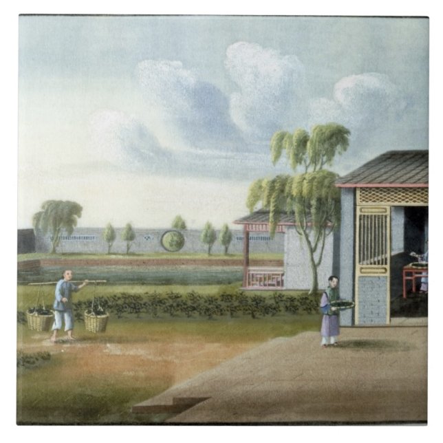 Azulejo De Cerâmica Classificando o chá (w/c no papel) (Frente)