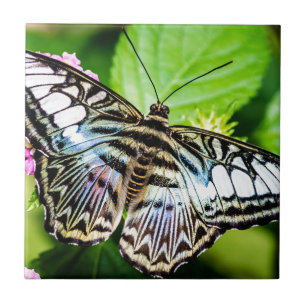 Azulejo De Cerâmica Clipper Azul