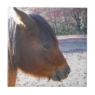 Azulejo De Cerâmica Close de cavalo marrom, pequeno pônei marrom