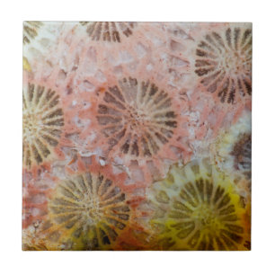 Azulejo De Cerâmica Close de Coral Rosa