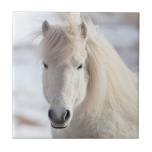 Azulejo De Cerâmica Close de um cavalo islandês branco