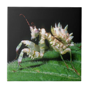 Azulejo De Cerâmica Close-Up da Mantis Hottentote