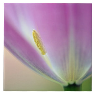 Azulejo De Cerâmica Close-up da parte inferior da flor de tulipa, Kuek
