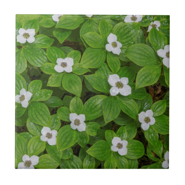 Azulejo De Cerâmica Close-up de bunchberry com flores brancas (Frente)
