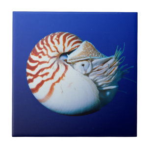 Azulejo De Cerâmica Close-Up de Nautilus-Camarado