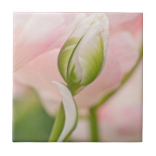 Azulejo De Cerâmica Close-up de tulipa e botão